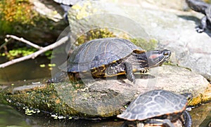 European bog turtle - Emys orbicularis