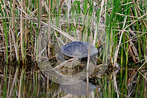 European bog turtle Emys orbicularis