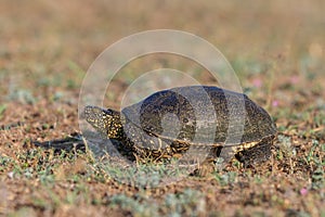 European bog turtle (emys orbicularis)