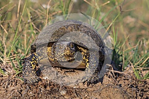 European bog turtle (emys orbicularis)