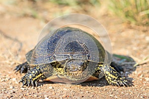 European bog turtle (emys orbicularis)