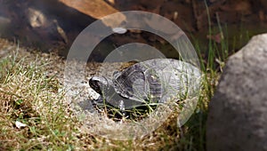 European bog turtle Emys orbicularis on land near the water, big stone in the foreground, copy space