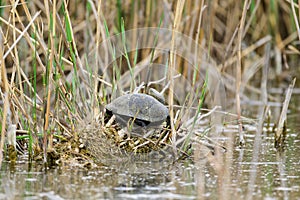 European bog turtle Emys orbicularis photo