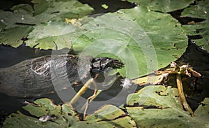 European bog turtle Emys orbicularis swims in pond