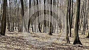 European Broadleaf Forest - Vernal vegetation - Spring - Understory