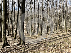 European Broadleaf Forest - Vernal vegetation - Spring - Understory