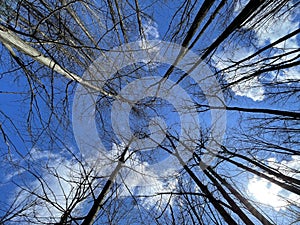 European Broadleaf Forest - Vernal vegetation - Spring - Understory