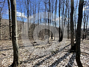 European Broadleaf Forest - Vernal vegetation - Spring - Understory