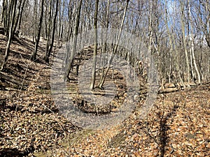 European Broadleaf Forest - Vernal vegetation - Spring - Understory