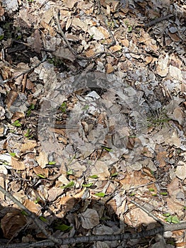 European Broadleaf Forest - Vernal vegetation - Spring - Understory