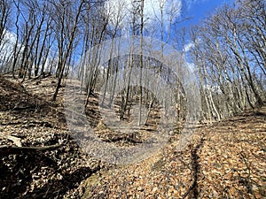 European Broadleaf Forest - Vernal vegetation - Spring - Understory