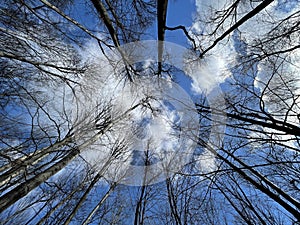 European Broadleaf Forest - Vernal vegetation - Spring - Understory