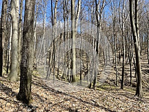 European Broadleaf Forest - Vernal vegetation - Spring - Understory