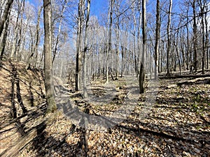 European Broadleaf Forest - Vernal vegetation - Spring - Understory