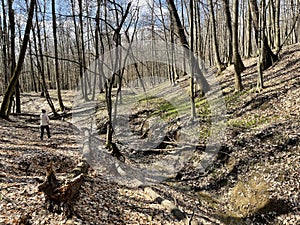 European Broadleaf Forest - Vernal vegetation - Spring - Understory