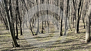 European Broadleaf Forest - Vernal vegetation - Spring - Understory