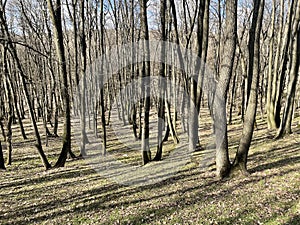 European Broadleaf Forest - Vernal vegetation - Spring - Understory