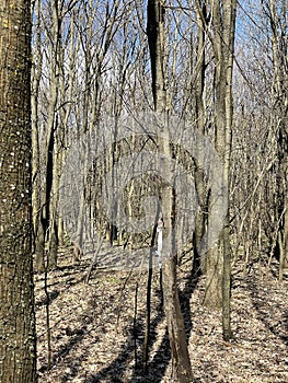 European Broadleaf Forest - Vernal vegetation - Spring - Understory