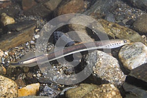 European brook lamprey Lampetra planeri