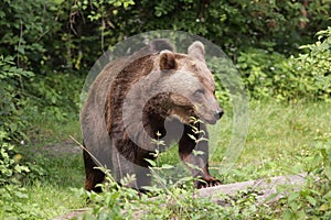 European brown bear