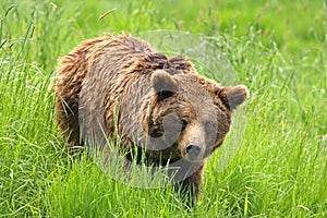 European Brown Bear