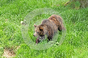 European Brown Bear