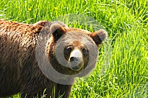 European Brown Bear