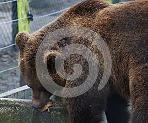 European Brown bear