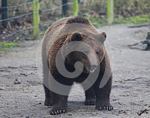 European Brown bear