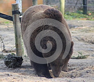 European Brown bear