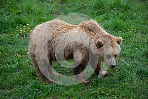 European brown bear being sad