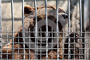 European brown bear in captivity in Baku zoo, pawing at cage