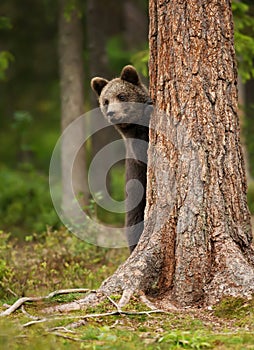 European brown bear cub hiding behind the tree