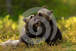 European brown bear cubs playing in the forest