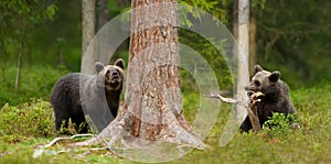 European brown bear cubs playing in the forest