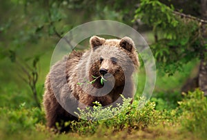 European brown bear eating grass and branches in forest