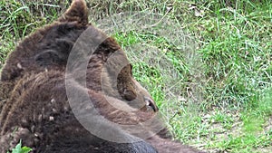 European brown bear eating grass in forest