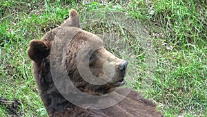 European brown bear eating grass in forest