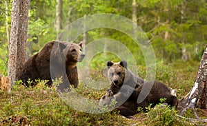 European brown bear female with playful cubs in the woods of Finland