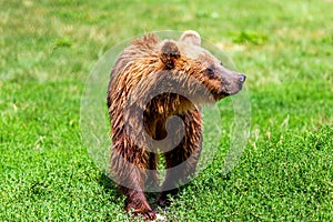 European brown bear on the field