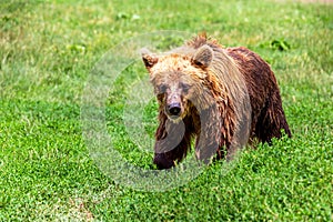 European brown bear on the field