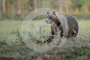 European brown bear, Finland