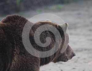 European Brown bear head