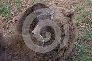 european brown bear lieing in the grass in a green field