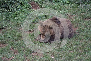 european brown bear lieing in the grass in a green field