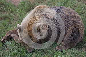 european brown bear lieing in the grass in a green field