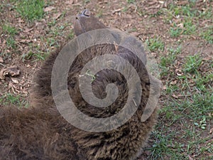 european brown bear lieing in the grass in a green field