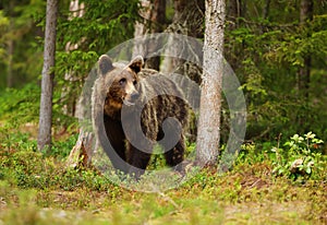 European brown bear male in boreal forest