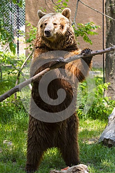An European brown bear is playing with a branch
