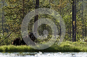 European brown bear resting in shade by lake